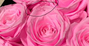 Rose Forever   Review